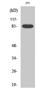 Anti-Cleaved-MPO-A49 antibody (40-120 aa) (STJ90099) – Figure 1 of 1