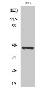Anti-Cleaved-KLKB1-R390 antibody (341-390 aa) (STJ90101) – Figure 1 of 1