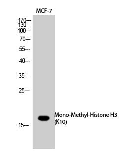 Anti-Mono-Methyl-Histone H3-Lys10 antibody (STJ90109) – Figure 1 of 1