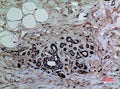 Anti-Mono-Methyl-Histone H3-Lys37 antibody (STJ90110) – Figure 1 of 1