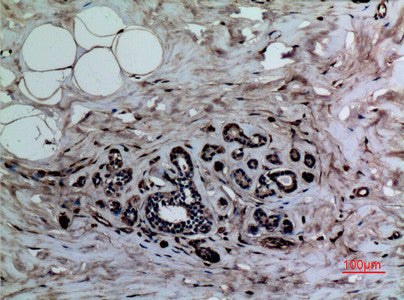 Anti-Mono-Methyl-Histone H3-Lys37 antibody (STJ90110) – Figure 1 of 1