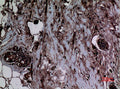 Anti-Mono-Methyl-Histone H3-Lys5 antibody (STJ90111) – Figure 1 of 1