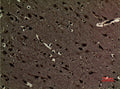 Anti-Di-Methyl-Histone H3-Lys5 antibody (STJ90112) – Figure 1 of 1