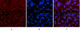 Anti-Di-Methyl-TP53-Lys370 antibody (STJ90115) – Figure 1 of 1