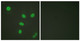 Anti-Acetyl-Histone H3-Lys27 antibody (11-60 aa) (STJ90125) – Figure 1 of 1
