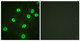 Anti-Acetyl-Histone H4-Lys5 antibody (1-50 aa) (STJ90126) – Figure 1 of 1
