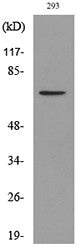 Anti-Acetyl-BMAL1-Lys538 antibody (501-550 aa) (STJ90156) – Figure 1 of 1