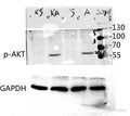 Anti-Phospho-AKT1-Thr450 antibody (416-465 aa) (STJ90168) – Figure 1 of 1