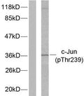 Anti-Phospho-JUN-Thr239 antibody (206-255 aa) (STJ90175) – Figure 1 of 1