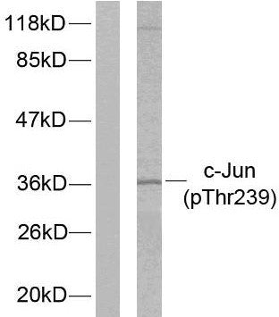 Anti-Phospho-JUN-Thr239 antibody (206-255 aa) (STJ90175) – Figure 1 of 1