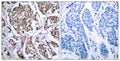 Anti-Phospho-BAD-Ser155 antibody (119-168 aa) (STJ90190) – Figure 1 of 1