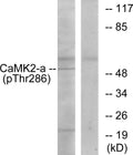 Anti-Phospho-CaMKII Alpha/Delta-Thr286 antibody (256-305 aa) (STJ90202) – Figure 1 of 1