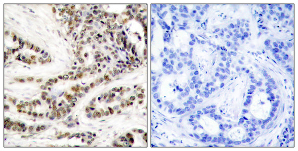 Anti-Phospho-CREB1-Ser129 antibody (96-145 aa) (STJ90234) – Figure 1 of 1