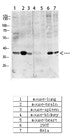 Anti-Phospho-CREB1-Ser133 antibody (100-149 aa) (STJ90235) – Figure 1 of 1