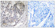 Anti-Phospho-PPP1R1B-Thr75 antibody (41-90 aa) (STJ90243) – Figure 1 of 1