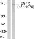 Anti-Phospho-EGFR-Ser1070 antibody (1041-1090 aa) (STJ90246) – Figure 1 of 1