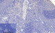 Anti-Phospho-FOXO3-Ser253 antibody (220-269 aa) (STJ90275) – Figure 1 of 1