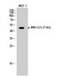 Anti-Phospho-JNK1/2/3-Thr183 antibody (151-200 aa) (STJ90316) – Figure 1 of 1