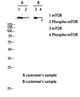 Anti-Phospho-MTOR-Ser2448 antibody (2415-2464 aa) (STJ90336) – Figure 1 of 1
