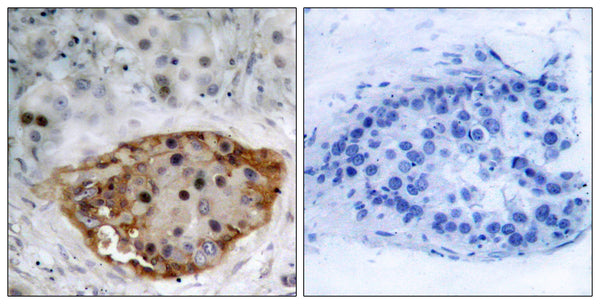 Anti-Phospho-PTEN-Ser370 antibody (355-385 aa) (STJ90397) – Figure 1 of 1