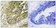 Anti-Phospho-RPS6KA1-Ser380 antibody (346-395 aa) (STJ90474) – Figure 1 of 1