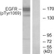 Anti-Phospho-EGFR-Tyr1069 antibody (1041-1090 aa) (STJ90515) – Figure 1 of 1