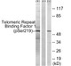 Anti-Phospho-TERF1-Ser219 antibody (185-234 aa) (STJ90560) – Figure 1 of 1