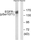Anti-Phospho-EGFR-Ser1071 antibody (1036-1085 aa) (STJ90568) – Figure 1 of 1