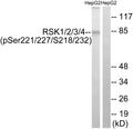 Anti-Phospho-Rsk-1/2/3/4-Ser221/227/S218/232 antibody (191-240 aa) (STJ90596) – Figure 1 of 1