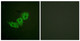 Anti-Phospho-EGFR-Thr678 antibody (651-700 aa) (STJ90686) – Figure 1 of 1