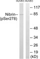Anti-Phospho-NBN-Ser278 antibody (251-300 aa) (STJ90727) – Figure 1 of 1