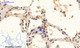 Anti-Phospho-PTEN-Ser380/T382/T383 antibody (370-400 aa) (STJ90733) – Figure 1 of 1