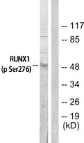 Anti-Phospho-RUNX1-Ser276 antibody (269-318 aa) (STJ90782) – Figure 1 of 1