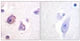 Anti-Phospho-PTK2-Tyr576 antibody (542-591 aa) (STJ90789) – Figure 1 of 1