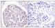 Anti-Phospho-INSR-Tyr1355 antibody (1326-1375 aa) (STJ90815) – Figure 1 of 1