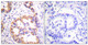 Anti-Phospho-TSC2-Ser939 antibody (905-954 aa) (STJ90836) – Figure 1 of 1