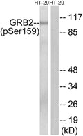 Anti-Phospho-GAB2-Ser159 antibody (125-174 aa) (STJ90967) – Figure 1 of 1