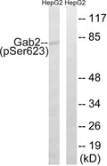Anti-Phospho-GAB2-Ser623 antibody (589-638 aa) (STJ90978) – Figure 1 of 1