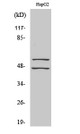 Anti-Phospho-JNK1/2/3-Tyr185 antibody (151-200 aa) (STJ91003) – Figure 1 of 1
