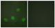 Anti-Phospho-CREB1-Ser142 antibody (111-160 aa) (STJ91016) – Figure 1 of 1