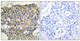 Anti-Phospho-EGFR-Tyr1016 antibody (986-1035 aa) (STJ91037) – Figure 1 of 1
