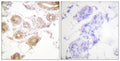 Anti-Phospho-BMX-Tyr40 antibody (6-55 aa) (STJ91059) – Figure 1 of 1