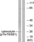 Anti-Phospho-Calmodulin-Thr80/S82 antibody (46-95 aa) (STJ91072) – Figure 1 of 1
