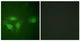 Anti-Phospho-HDAC6-Ser22 antibody (7-56 aa) (STJ91082) – Figure 1 of 1