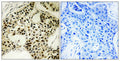 Anti-Phospho-STK11-Ser334 antibody (300-349 aa) (STJ91208) – Figure 1 of 1
