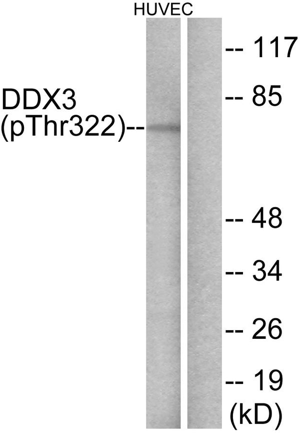 Anti-Phospho-DDX3X-Thr322 antibody (466-515 aa) (STJ91303) – Figure 1 of 1