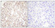 Anti-AKT1 antibody (400-480 aa) (STJ91540) – Figure 1 of 1