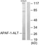 Anti-APAF1 antibody (289-338 aa) (STJ91620) – Figure 1 of 1