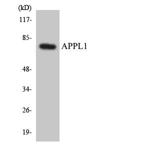 Anti-APPL1 antibody (121-170 aa) (STJ91648) – Figure 1 of 1