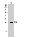Anti-BCL2 antibody (46-95 aa) (STJ91835) – Figure 1 of 1